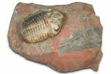 Prone Austerops Trilobite Fossil - Jorf, Morocco #368613-3